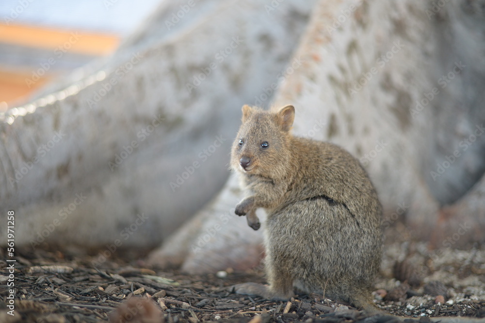 Naklejka premium A Quakka looking at us