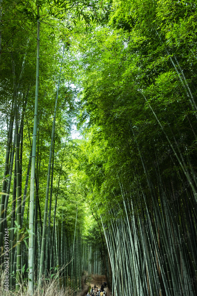 Fototapeta premium 京都嵐山の竹林の小道