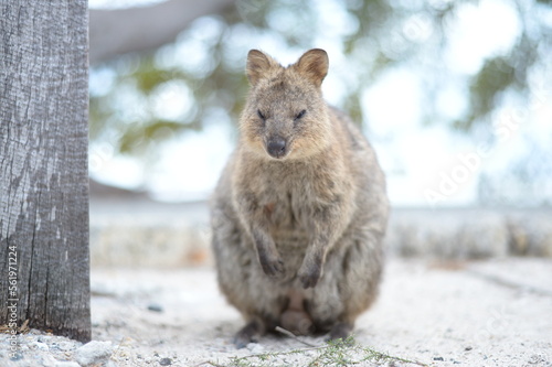 A small animal sleeping with standing