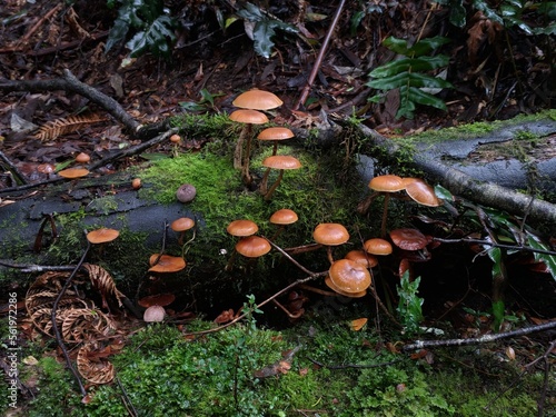 mushrooms in the forest photo