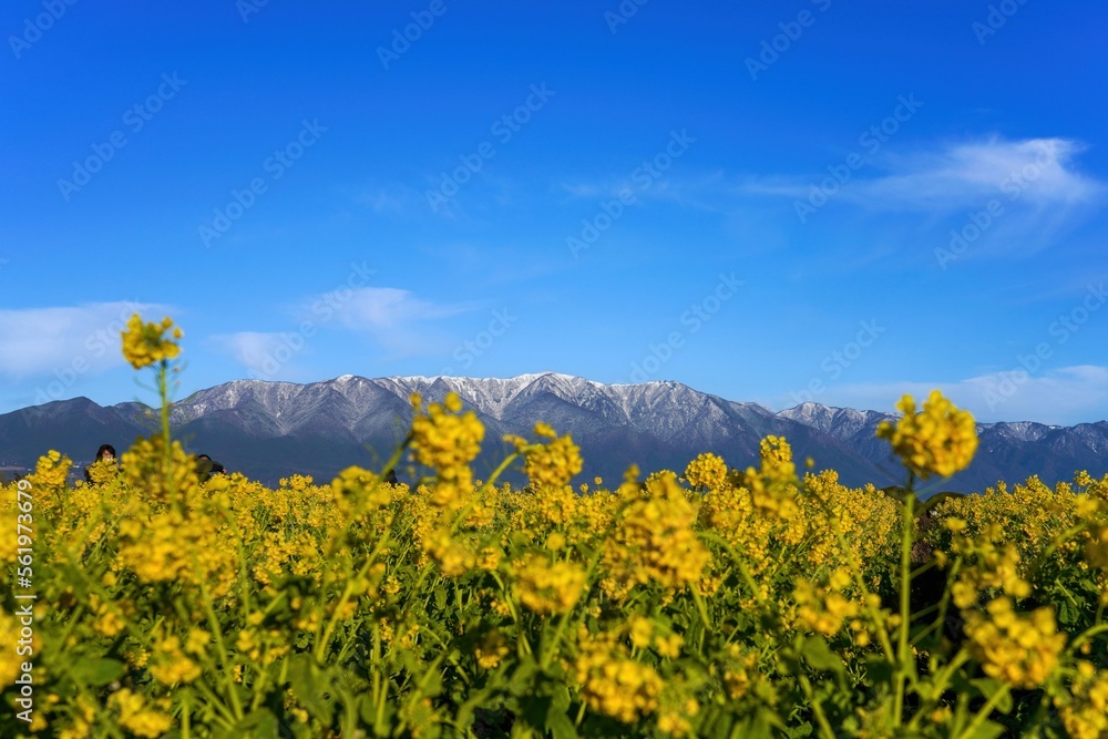 Fototapeta premium 満開の菜の花越しに見る雪の比良山の情景＠滋賀