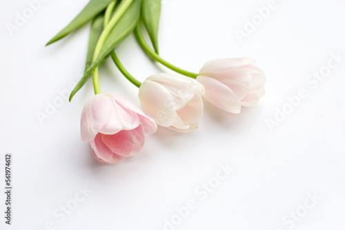 White pink tulips on white background.