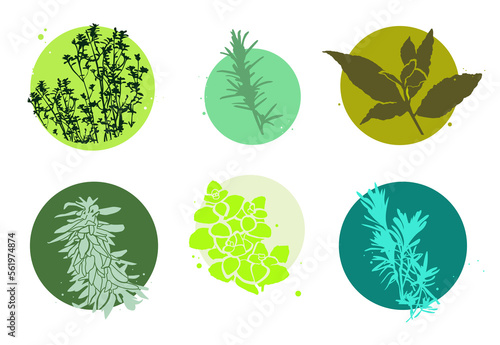 Aromatic plants minimal illustration aroma, leaves thyme, rosemary, laurel, sage, mint, lavender design collection fresh food background photo