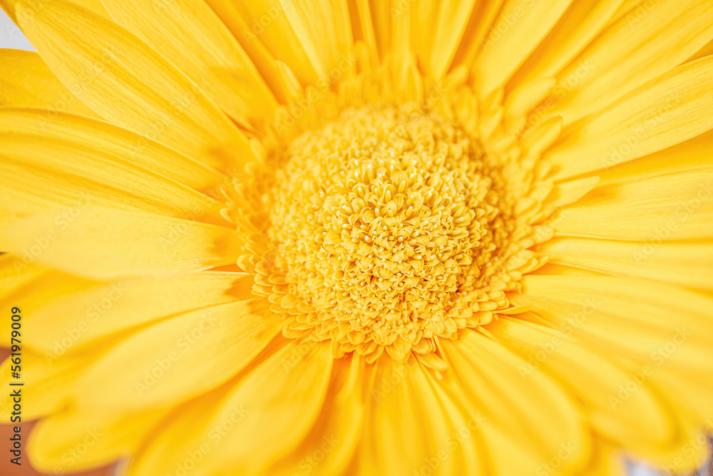 A very close view of the centre of a yellow daisy flower head A very close view of the centre of a yellow daisy flower head