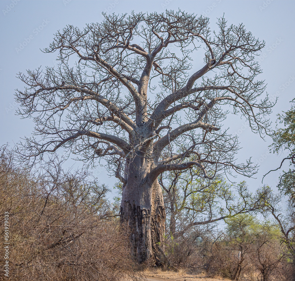 Baobab tree in Kruger National Park Baobab tree in Kruger National Park