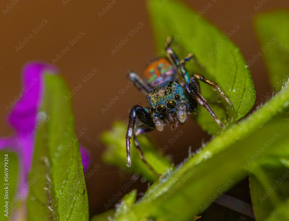 Fototapeta premium Jade jumping spider - Siler semiglaucus