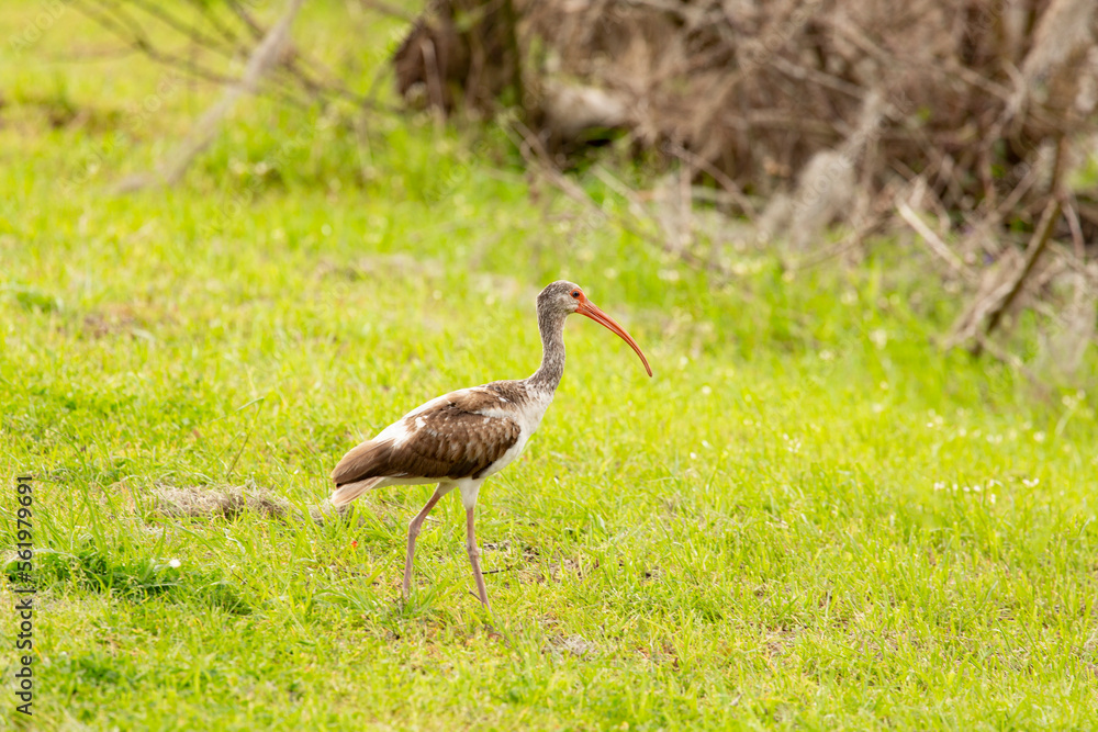 Immature White Ibis walking through grass Immature White Ibis walking through grass