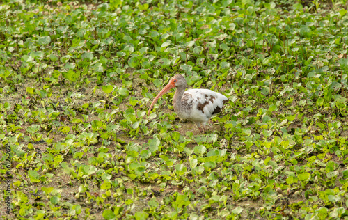 Immature White Ibis foraging in water hyacinth