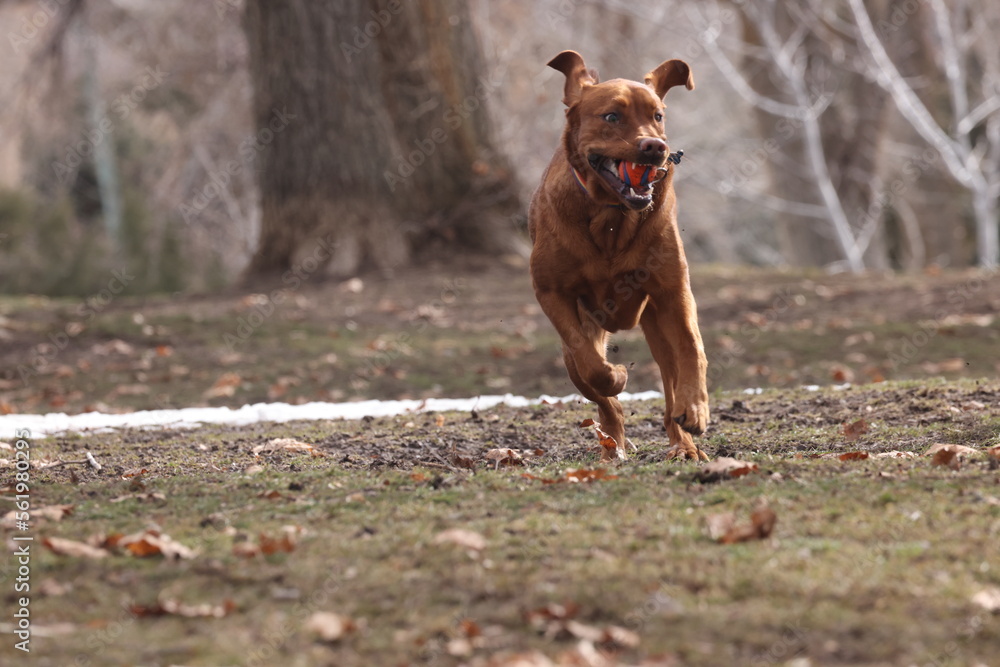 Fox red Labrador dog running