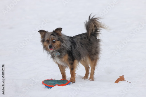 dog in snow © Irukandji