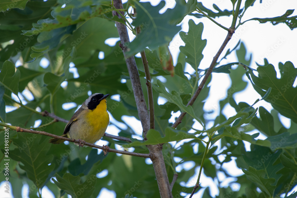 Common Yellowthroat (Geothlypis trichas) Perched on Brench at Manorville, Suffolk County, New York Common Yellowthroat (Geothlypis trichas) Perched on Brench at Manorville, Suffolk County, New York