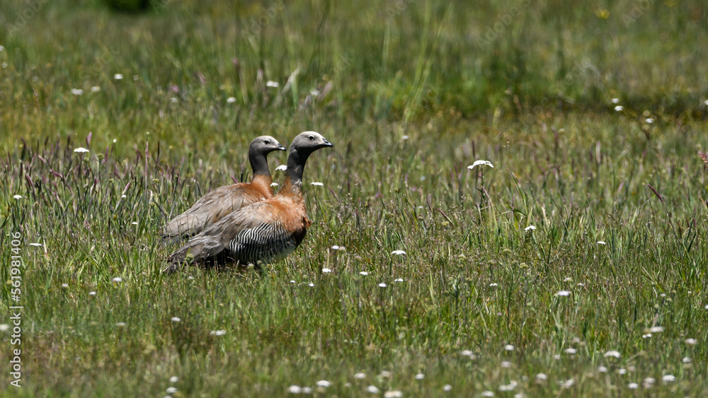 abutardas, canquenes (Chloephaga poliocephala) abutardas, canquenes (Chloephaga poliocephala)