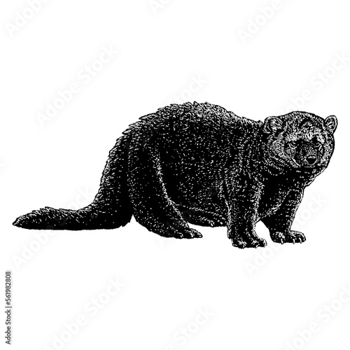 Fisher Cat hand drawing. Vector illustration isolated on background.