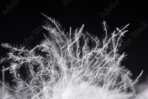close up of  white down feather on black background.