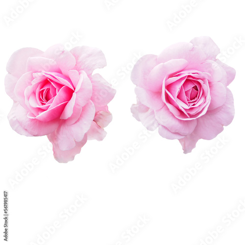 Isolated pink rose flower  cut outline for background