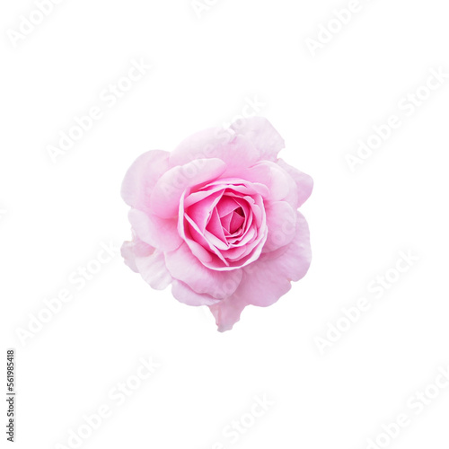 Isolated pink rose flower, cut outline for background
