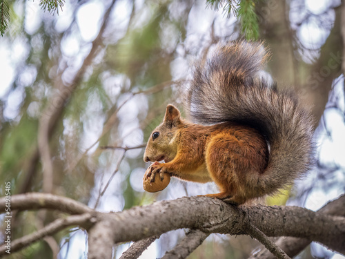 The squirrel with nut sits on tree in the autumn. Eurasian red squirrel  Sciurus vulgaris.