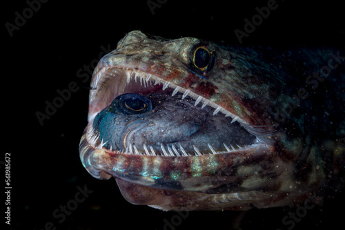 Lizardfish swallowing another small fish