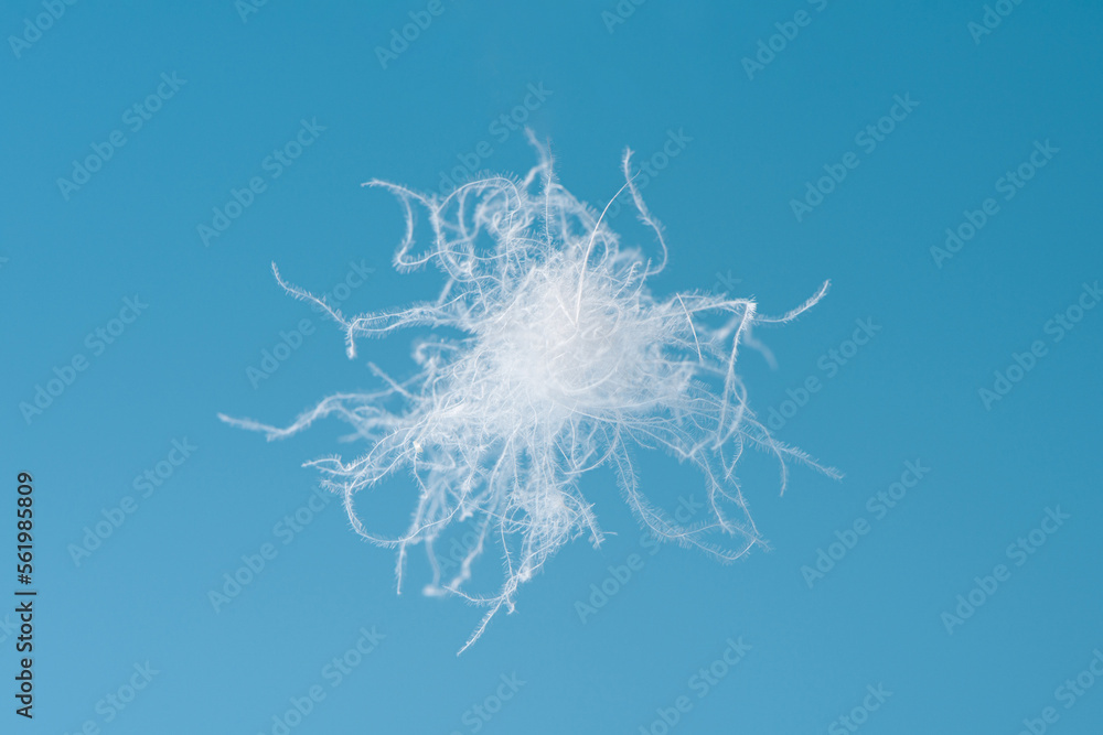 close up of a white down feather isolated on blue background.