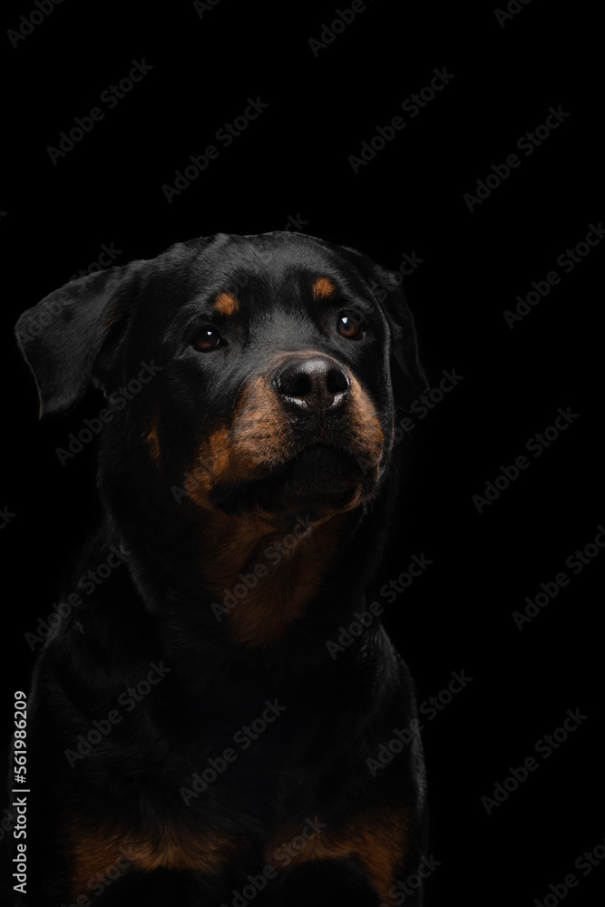 Funny dog, grin, open mouth Rottweiler on a black background. black pet on dark Funny dog, grin, open mouth Rottweiler on a black background. black pet on dark