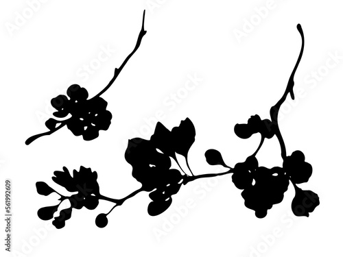 Cherry blossom branch black silhouette on white background.