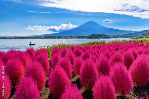 山梨県富士河口湖町大石公園　コキアの紅葉