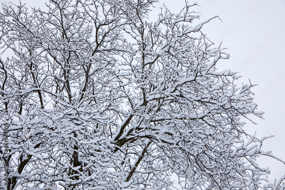 Snow blanketing trees with a fresh and heavy snowfall on a winter day in Minnesota USA Snow blanketing trees with a fresh and heavy snowfall on a winter day in Minnesota USA