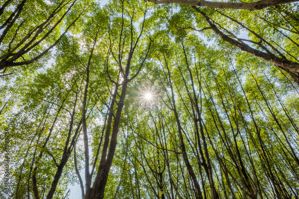 Fototapeta premium Rich trees on the mountain and the sun
