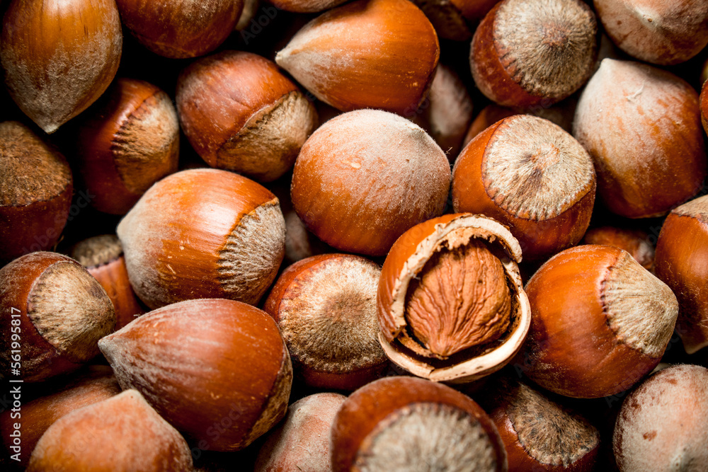 Hazelnuts in the shell. Hazelnuts in the shell.