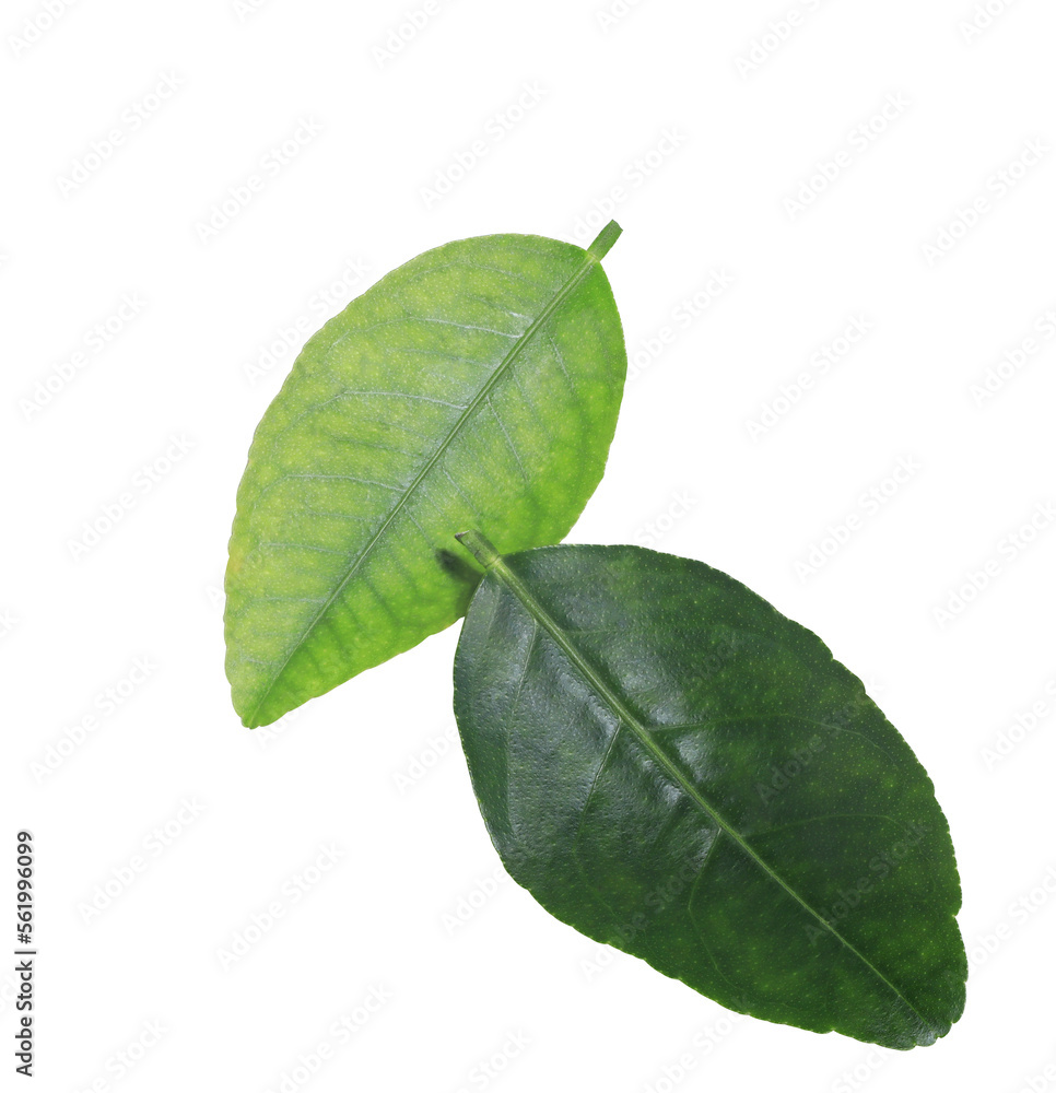Close up green leaves of Lemon tree isolated on white background. Top view beautiful green leaves. Close up green leaves of Lemon tree isolated on white background. Top view beautiful green leaves.