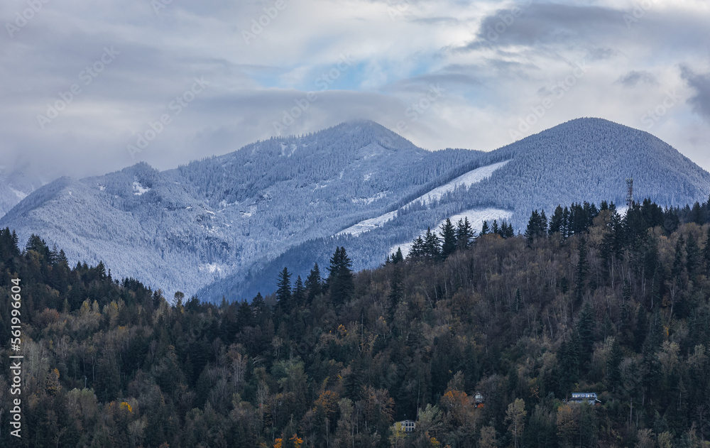 Fototapeta premium Winter wonderland with snowy trees on a Canadian mountains. Alps forest in winter cloudy day. Misty mountain pine forest