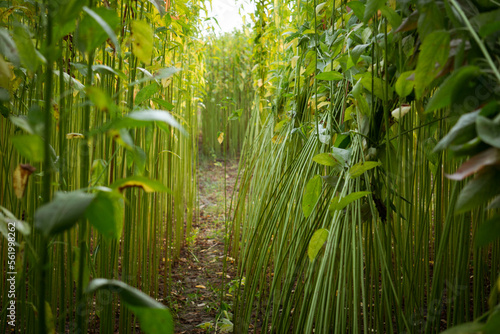 A row of green jute. Closeup photo of jute. Jute is a type of bast fiber plant. Jute is the main cash crop of Bangladesh.