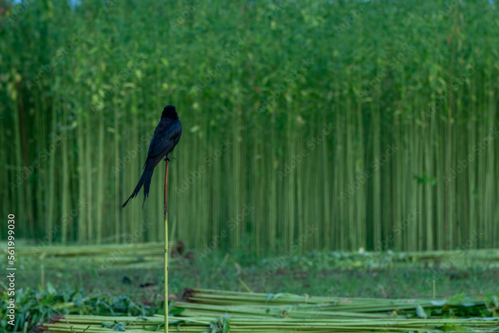 Green field jute is cut and dried. A bird is sitting on a jute stick