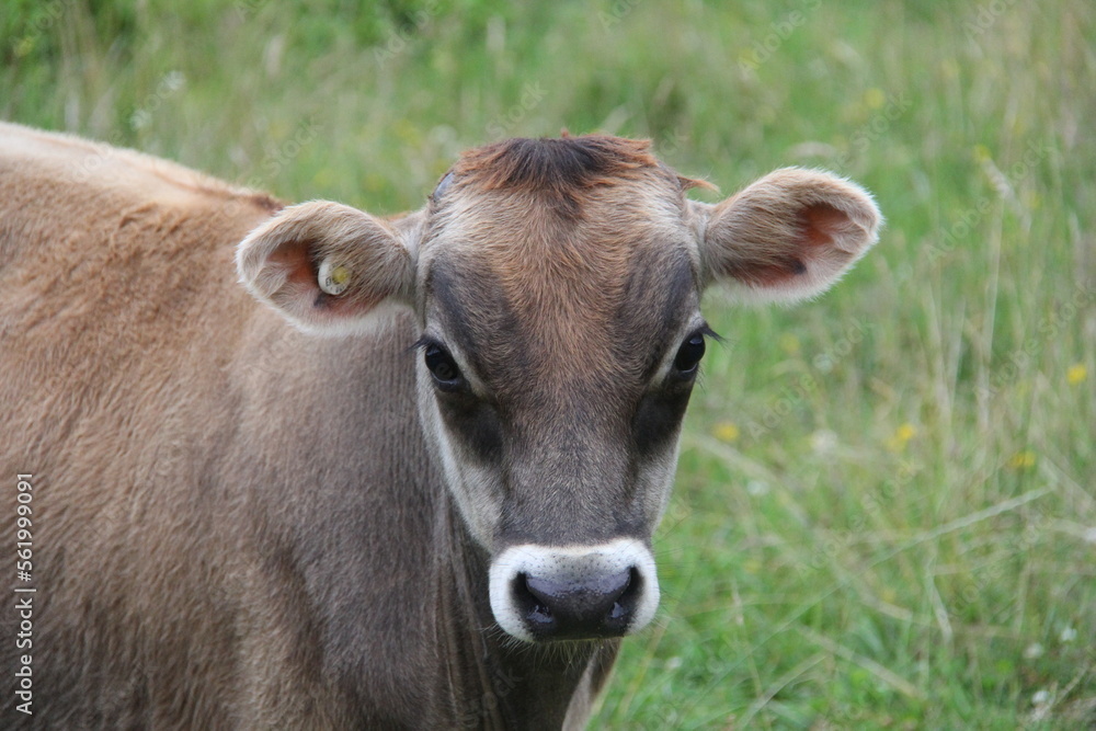 close up of jersey calf in new zealand close up of jersey calf in new zealand
