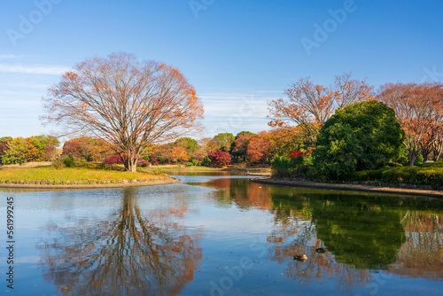 Autumn leaves surrounding the pond in Showa Kinen Park, Tachikawa, Tokyo.