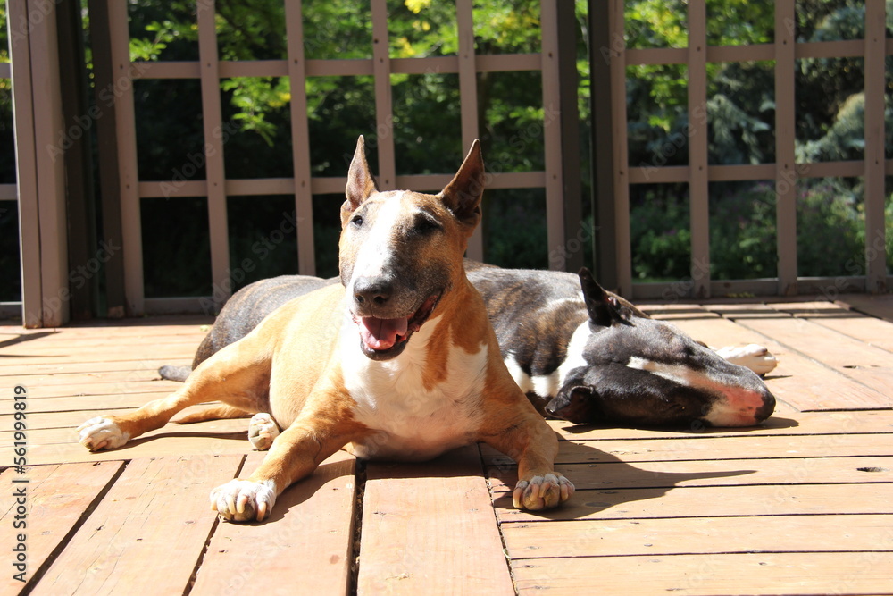 two bull terriers sunning on a deck