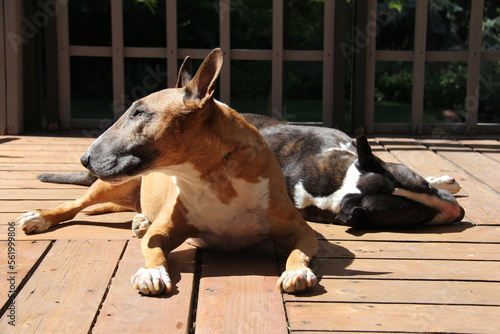 Tela two bull terriers sunning on deck