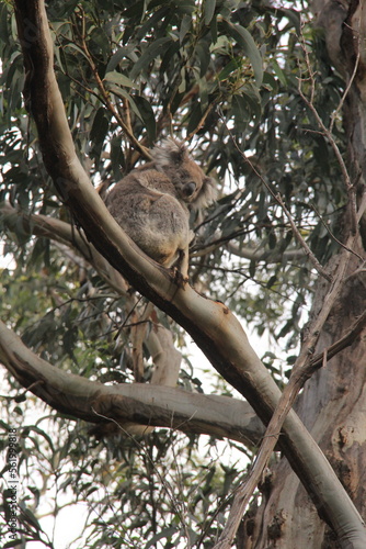 wild koala sitting in eucalyptus tree in Australia