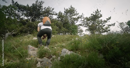 Hiker walking away from the camera, stops at some point ana squats to admire a flower growing at the edge of a path on mountain Trstelj. photo