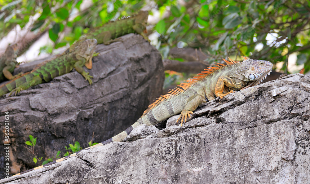 Fototapeta premium Green iguana also known as the American iguana is a lizard reptile in the genus Iguana in the iguana family