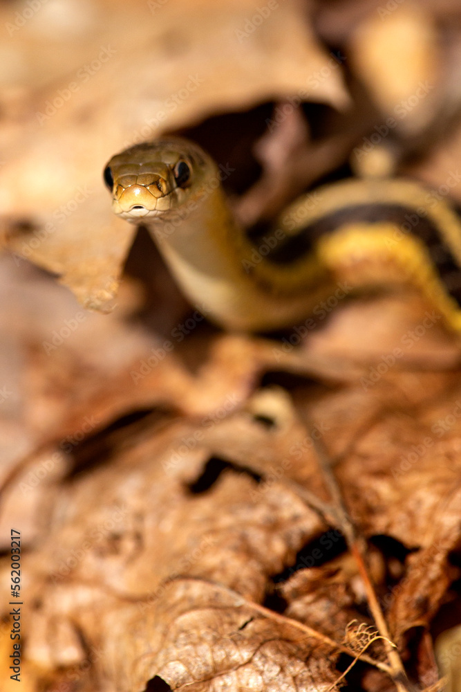 Coiled garter snake looking intently into the camera in Connecticut. Coiled garter snake looking intently into the camera in Connecticut.
