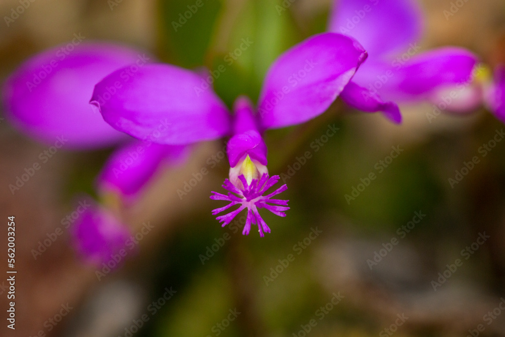 Purple flowers of fringed Polygala in Goodwin State Forest, Connecticut. Purple flowers of fringed Polygala in Goodwin State Forest, Connecticut.