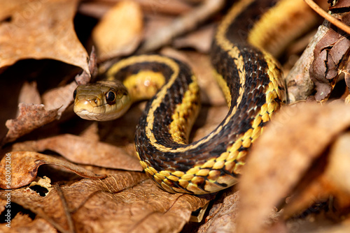 Coiled garter snake looking intently into the camera in Connecticut. photo