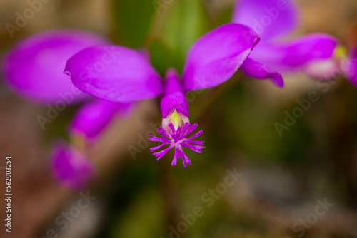 Purple flowers of fringed Polygala in Goodwin State Forest, Connecticut. photo