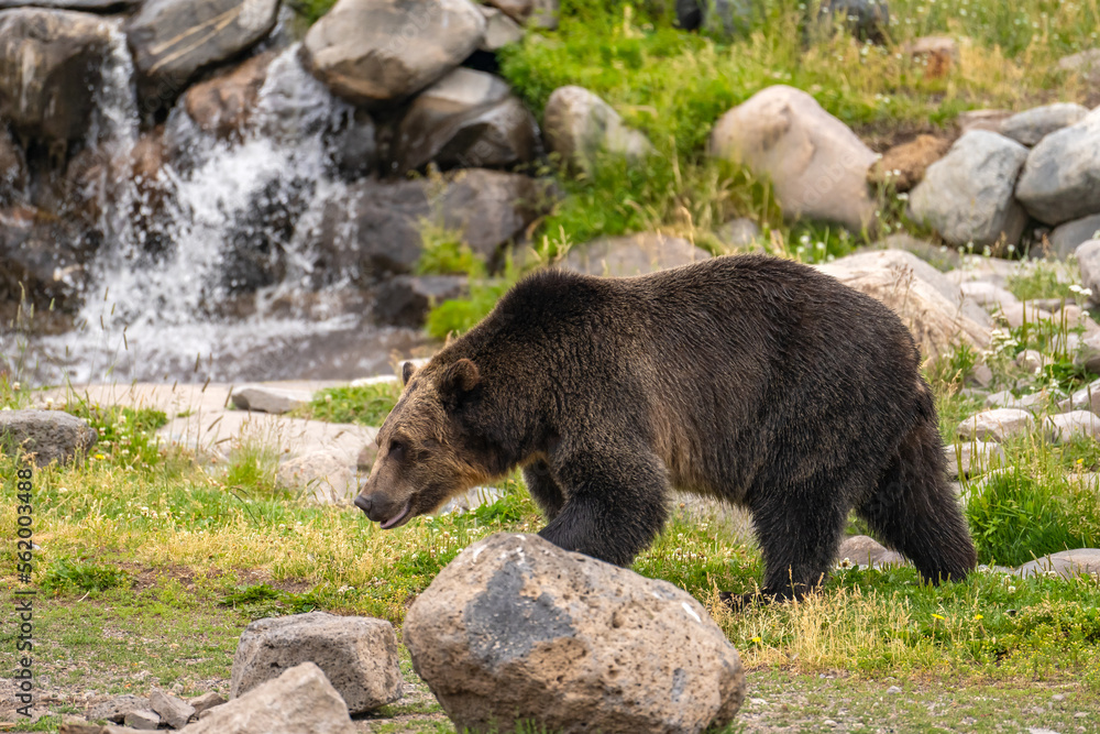 Fototapeta premium Grizzly bear at the Grizzly Wolf Discovery Centre, Yellowstone National Park.