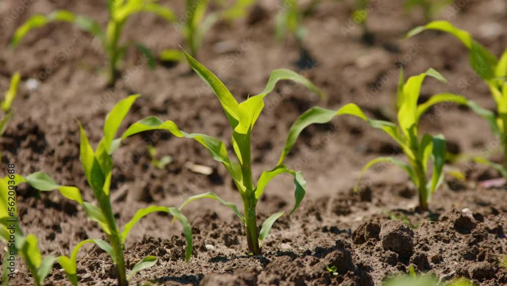 Static close-up of small corn plants at crop field moving in wind Static close-up of small corn plants at crop field moving in wind