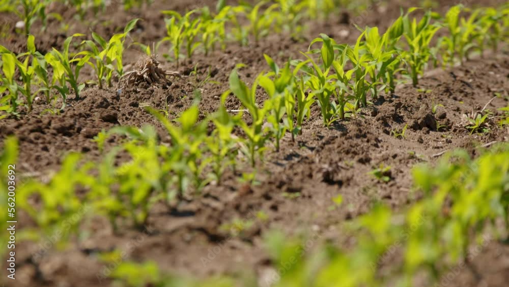 Rows of small corn plants in soil at sunny plantation, rack focus Rows of small corn plants in soil at sunny plantation, rack focus