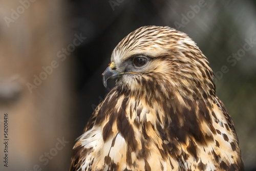 Portrait of Rough Legged Hawk, Grizzly Wolf Discovery Centre, Yellowstone National Park.