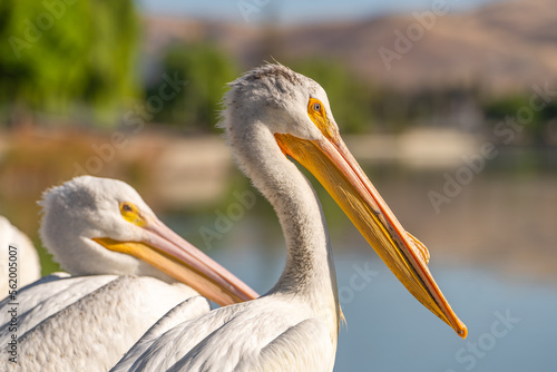 Close-up of a white pelican. 