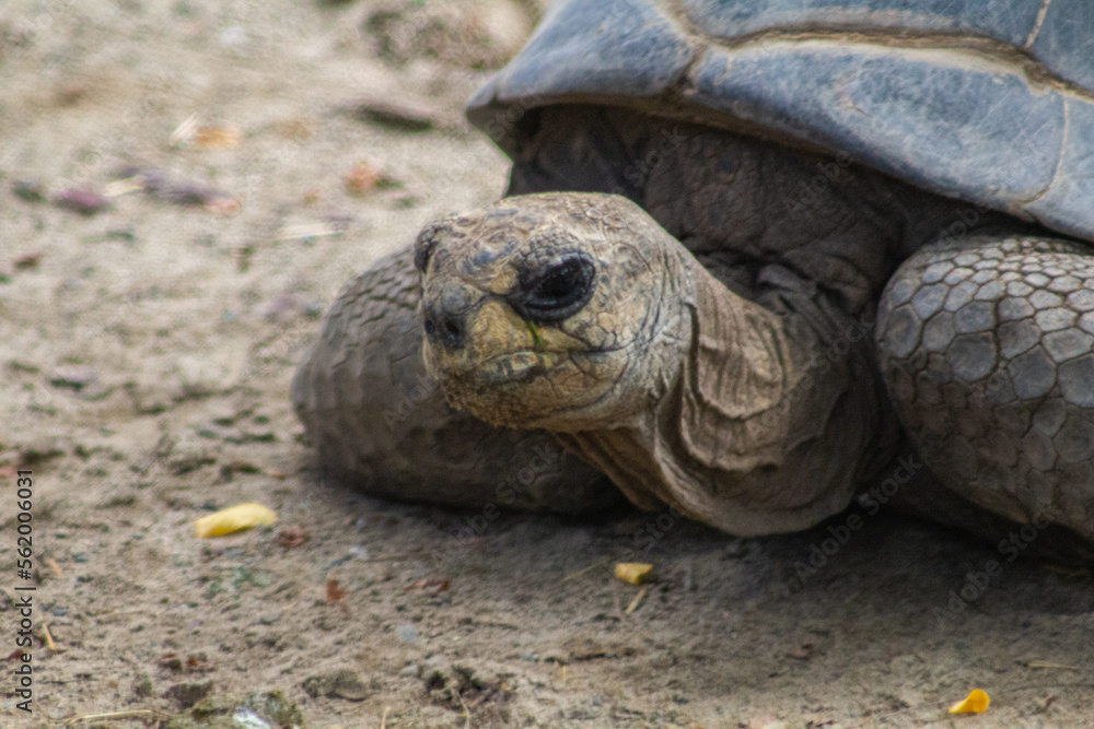 Les tortues géantes et imposantes Les tortues géantes et imposantes